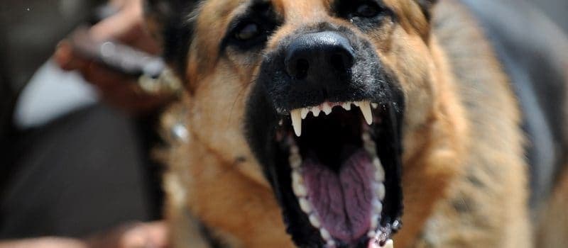 Ilustracija članka: Široki Brijeg: Pas izgrizao dijete dok su slavili zadnji dan nastave