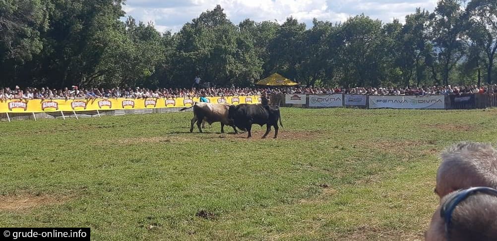 FOTO: U Gorici održana borba bikova