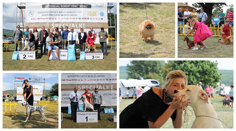 Ilustracija članka: Najveći kinološki događaj u BiH: U Posušju na izložbi 323 psa iz 24 zemlje
