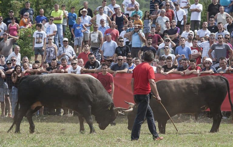Ilustracija članka: U Posušju se u listopadu očekuju spektakularne borbe bikova, evo što kažu neki od uzgajivača