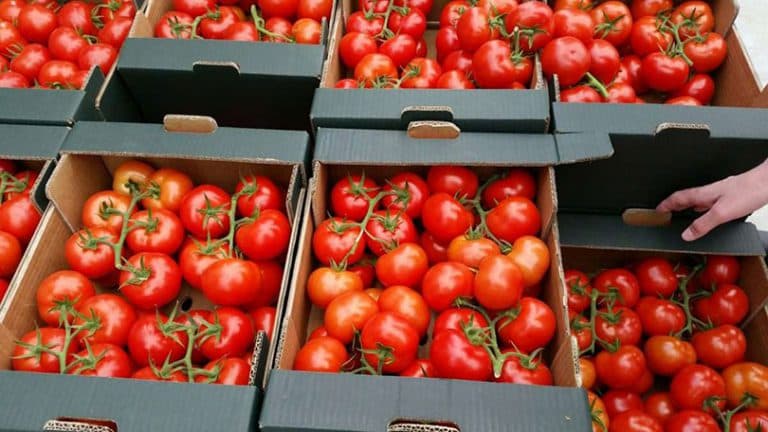 Ilustracija članka: Hercegovčka polja dat će 1.000 tona rajčice za Podravku, kreće se s izgradnjom tvornice