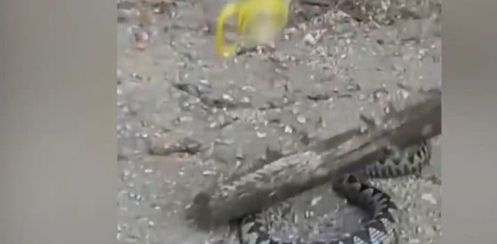 Ilustracija članka: Pogledajte kako je neustrašivi Gruđanin poskoka zatvorio u bidon