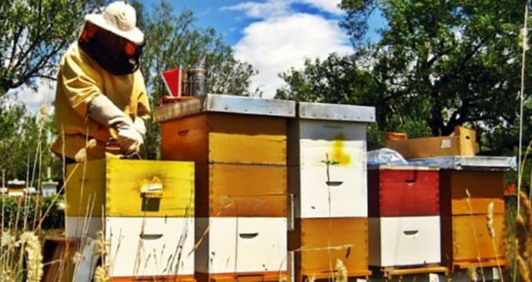 Ilustracija članka: U ŽZH isplaćeni poticaji za poljoprivredu, stočarstvo i pčelarstvo