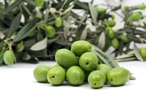 Ilustracija članka: Maslinarstvo u Hercegovini omiljena poljoprivredna proizvodnja