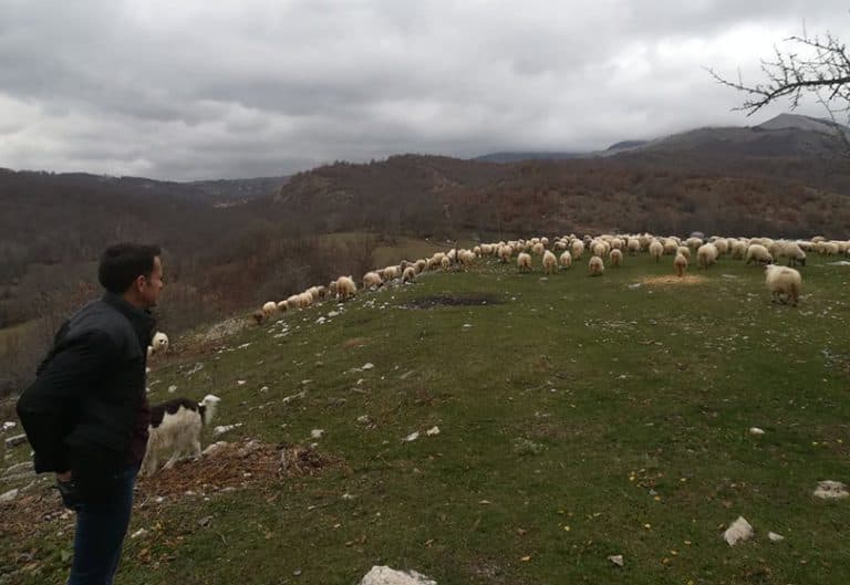 Ilustracija članka: Profesor pedagogije ostavio gradski život, uzgaja 450 ovaca