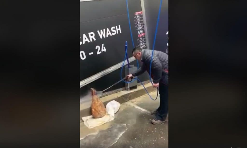 Ilustracija članka: VIDEO | Tomislavgrad: Oprao pršut u autopraonici