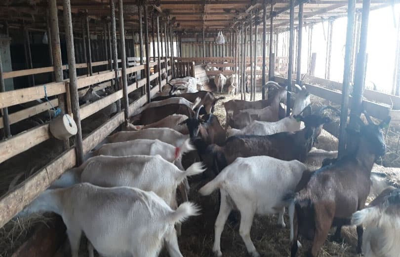 Ilustracija članka: VIDEO: Farmeri zapadne Hercegovine priliku vidjeli u kozarstvu