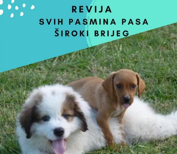 Ilustracija članka: Revija svih pasmina pasa i Specijalna izložba za goniče s dodjelom kandidature – CAC u Širokom Brijegu