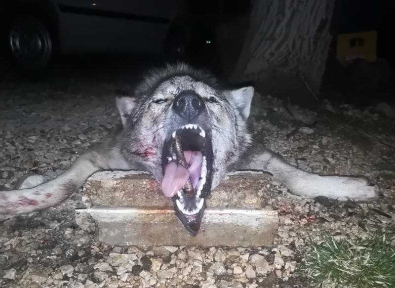 Ilustracija članka: Sinoć u Grudama viđena tri vuka, jedan je ubijen (FOTO)