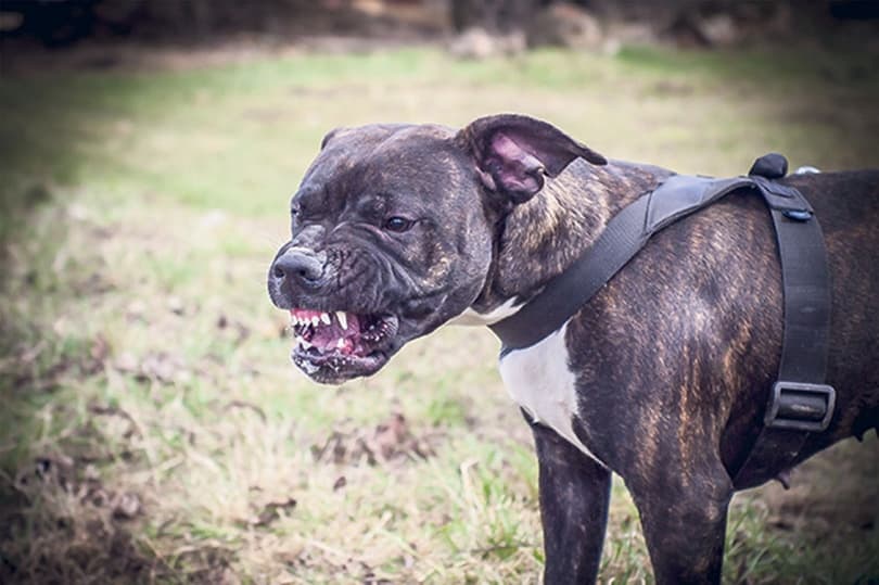 Ilustracija članka: Pas napao i ozlijedio dijete na nogometnom igralištu u Višićima