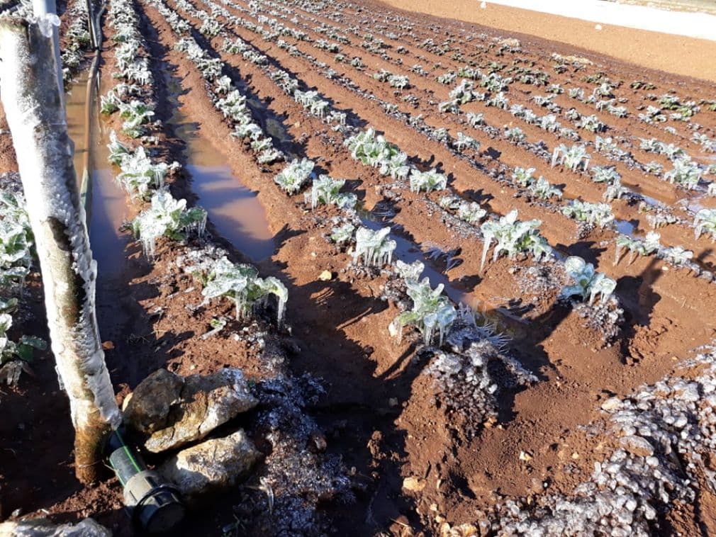 Ilustracija članka: Mraz uništio ljubuške rane krumpire