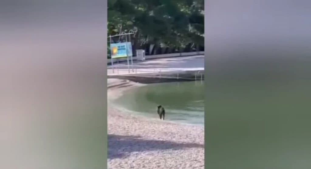 Divlja svinja preplivala Brački kanal i iznenadila rijetke kupače na plaži u Baškoj Vodi