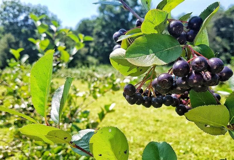 Ilustracija članka: Posušje: Prije sedam godina imao je 200 sadnica aronije, sada 1.500