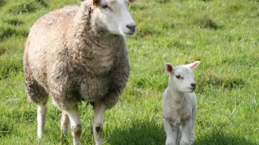 Ilustracija članka: Uhićene četiri osobe zbog krađe domaćih životinja u Vitini