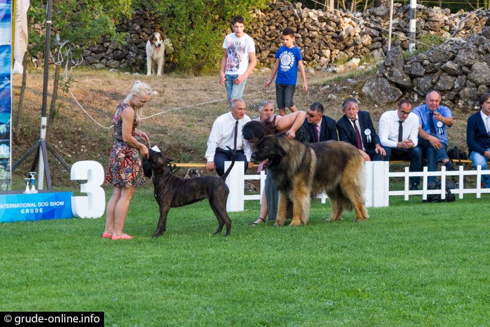 Ilustracija članka: Otkazana ‘Revija svih pasmina pasa’ u Sovićima