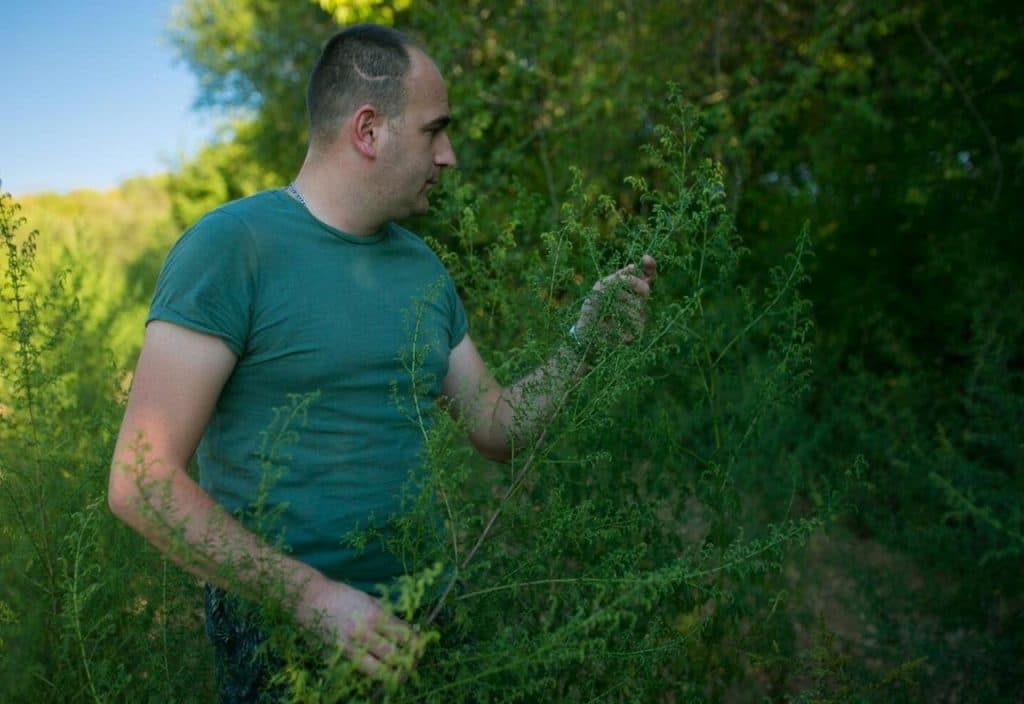 Ilustracija članka: Hercegovcu zbog pelina koji navodno liječi koronu ne prestaje zvoniti telefon