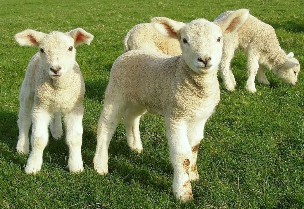 Ilustracija članka: Vrijednost 4,4 milijuna KM – Oduzeta janjad, svinje, med, đubrivo