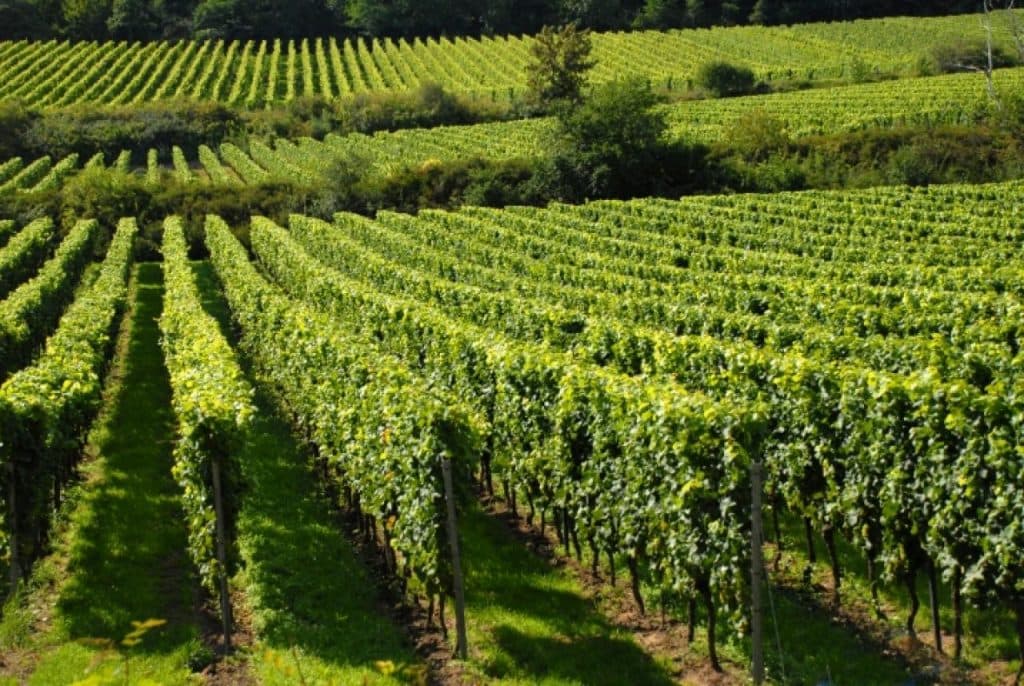 Ilustracija članka: Kraljević: Na ljubuškoj ”plantaži” će ponovno niknuti vinogradi