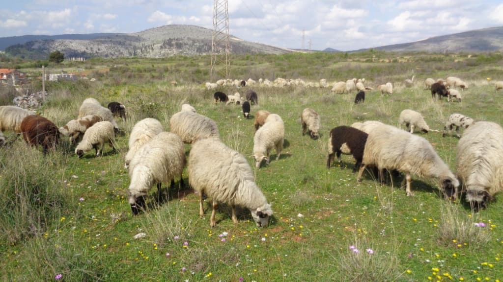 Ilustracija članka: ŽZH isplatila poticaje za stočarstvo, peradarstvo i pčelarstvo