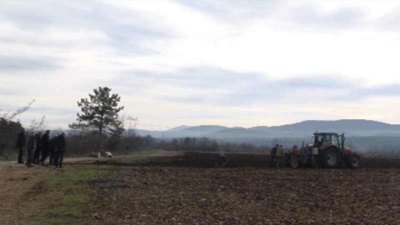 Ilustracija članka: U Imotskoj krajini niče vinograd vrijedan 3,5 milijuna kuna