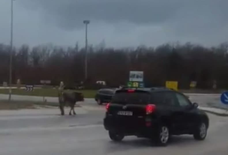 Ilustracija članka: VIDEO: Bik prošetao Posušjem