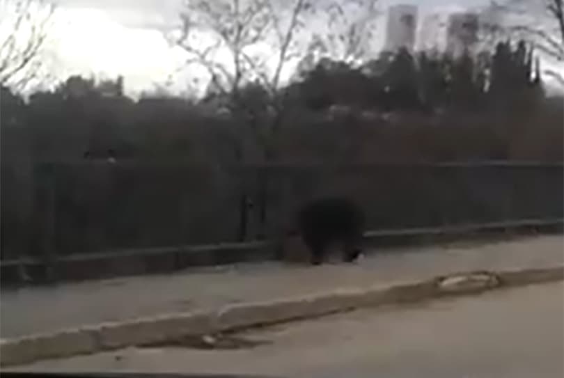 Ilustracija članka: Divlja svinja prošetala Širokim Brijegom