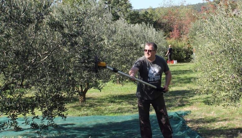 Ilustracija članka: Imoćanin osvojio zlatnu medalju za ekstra djevičansko maslinovo ulje