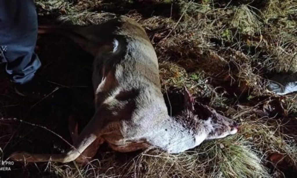 Ilustracija članka: Kod Tomislavgrada krivolovci ubili dvije srne i pucali na ljude u vikendici