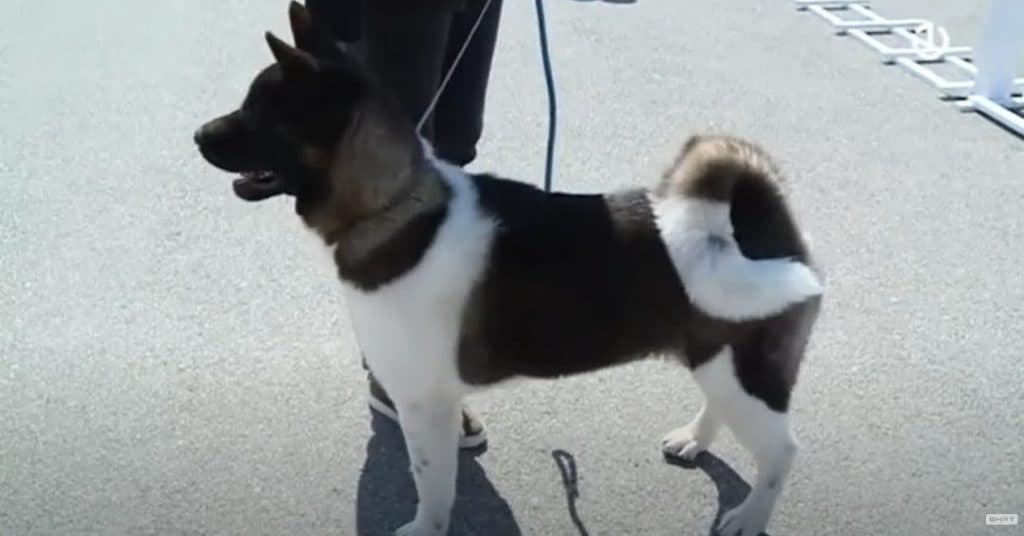 Ilustracija članka: U Širokom Brijegu održana tradicionalna revija pasa svih pasmina