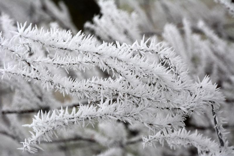 Ilustracija članka: Poljoprivrednici zabrinuti zbog naglog pada temperature, hoće li proljetni mraz uništiti voće?!