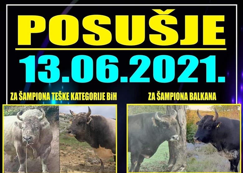 Ilustracija članka: Povratak korida u Posušje: 13.6. očekuju nas spektakularne borbe