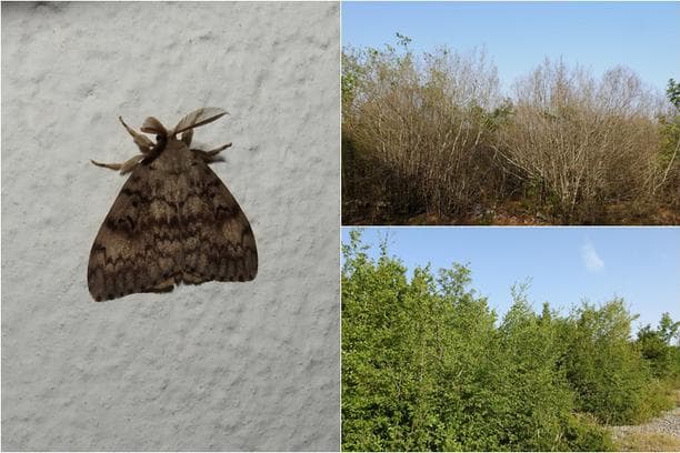 Ilustracija članka: Najezda gubara u Hercegovini, šume uništene od Ivanice do Mostara i Gruda