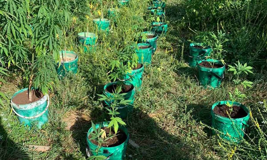 Ilustracija članka: Čapljina: U akciji ”Žetva” oduzeto više od 80 stabljika indijske konoplje