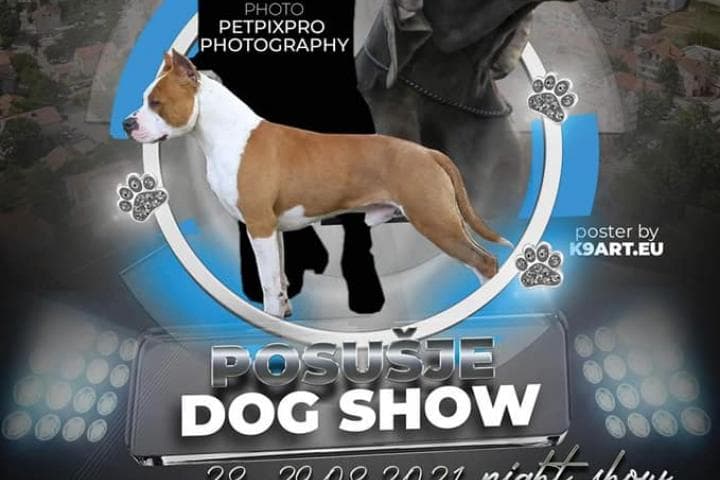 Ilustracija članka: Međunarodna izložba pasa ovoga vikenda u Posušju