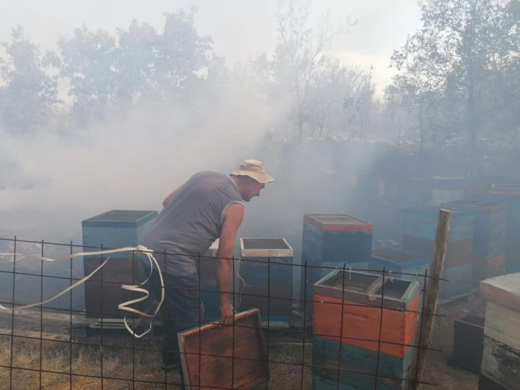 Ilustracija članka: Apel za spas pčelarstva u Hercegovini