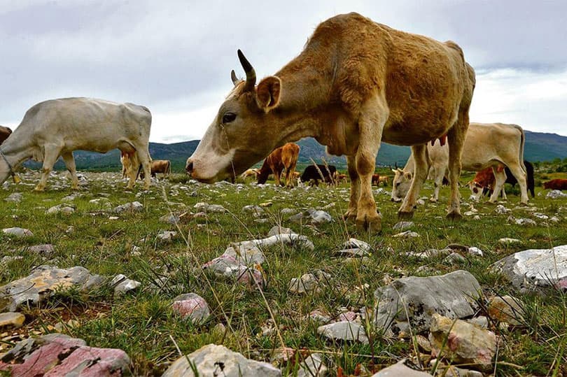 Ilustracija članka: Čuvanje krda na Kupresu plaćaju i do 2.000 KM