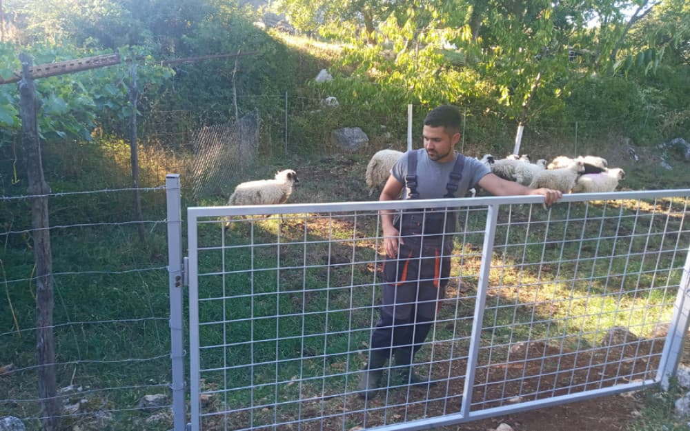 Ilustracija članka: Mladi student iz Gruda: Tek mu je 18, a već ima stado od 50 ovaca