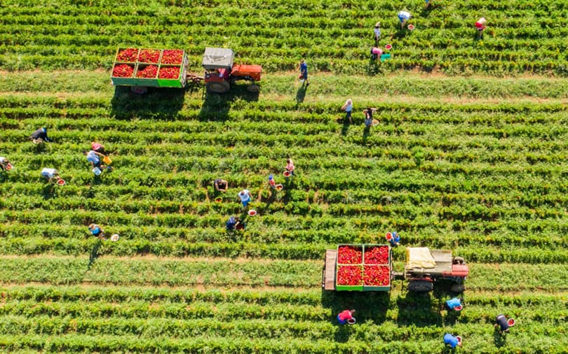 Ilustracija članka: Iz Hercegovine u Podravku ide više od 2.000 tona rajčice i paprike
