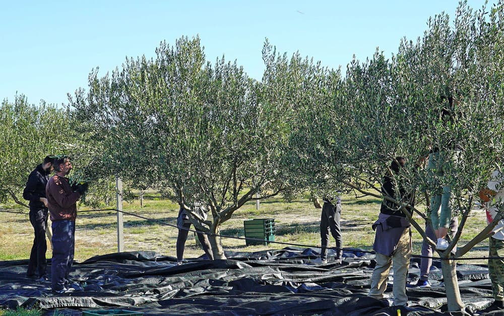 Ilustracija članka: Berba maslina u Hercegovini: Urod za 30 posto manji, ulje poskupjelo