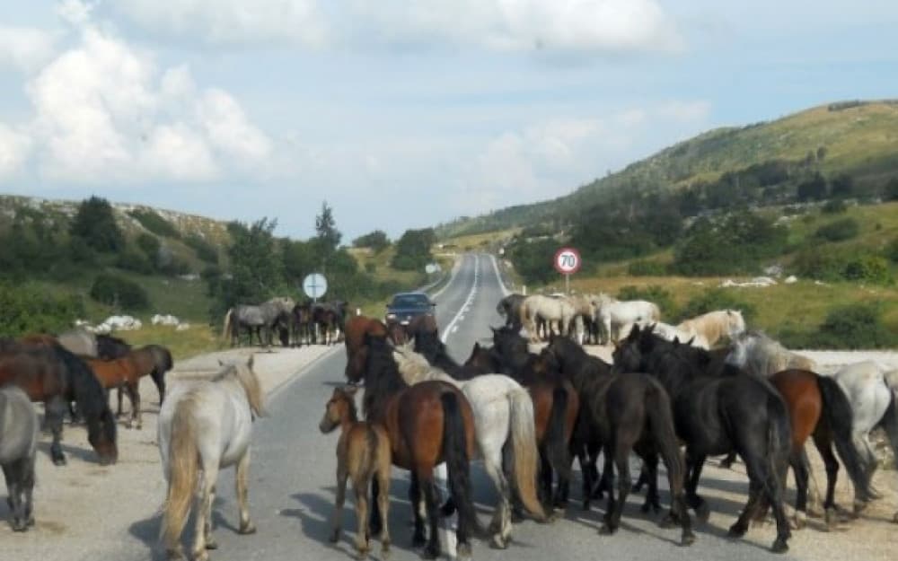 Ilustracija članka: Automobilom usmrtio tri konja u Livnu