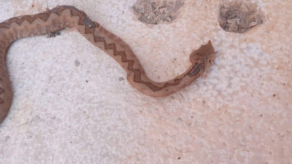 Ilustracija članka: U Ledincu poskok ubijen na kućnom pragu