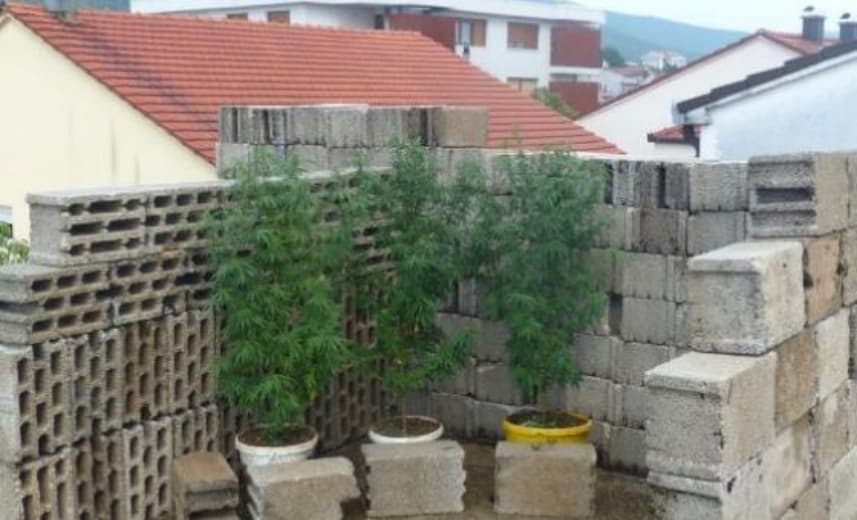 Ilustracija članka: Na nedovršenoj kući u Posušju uzgajao tri stabljike indijske konoplje