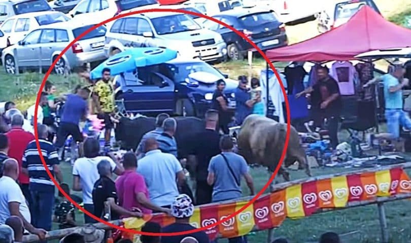 VIDEO Bikovi uletjeli među publiku na koridi u BiH, ljudi bježali