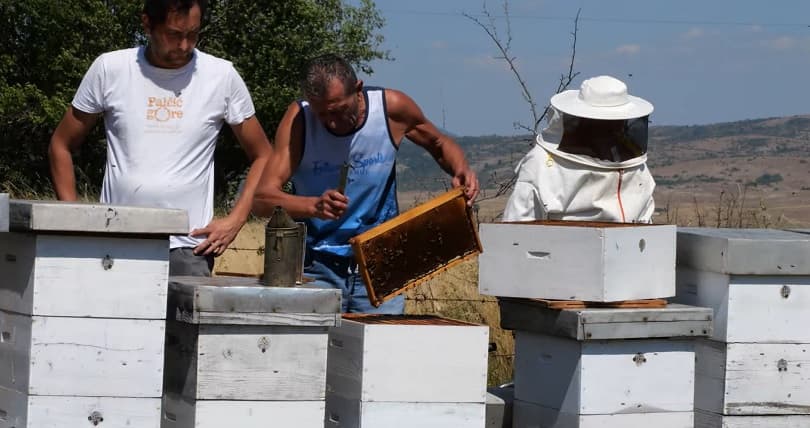 Ilustracija članka: Obiteljski biznis: Na medu zarade mjesečnu plaću od 1.000 KM