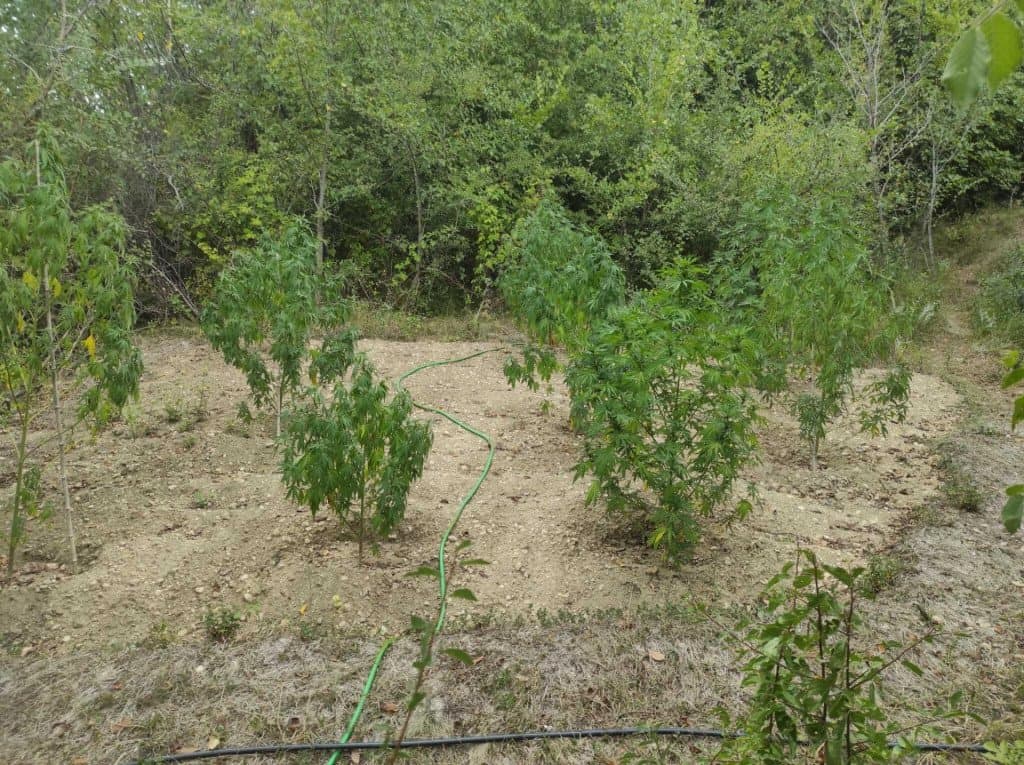 Ilustracija članka: Muškarac kod Imotskog zasadio plantažu marihuane, policija ga uhvatila usred berbe