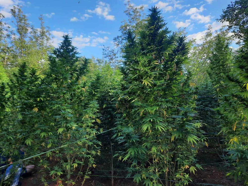 Ilustracija članka: Kod Čapljine otkriven zasad od 93 stabljike indijske konoplje