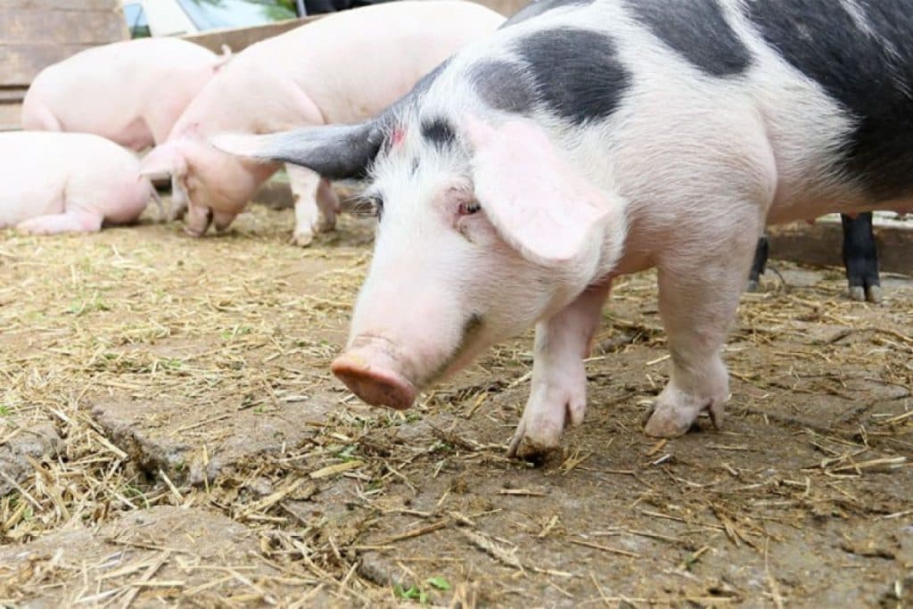 Ilustracija članka: Potvrđen prvi slučaj svinjske kuge u Hercegovini