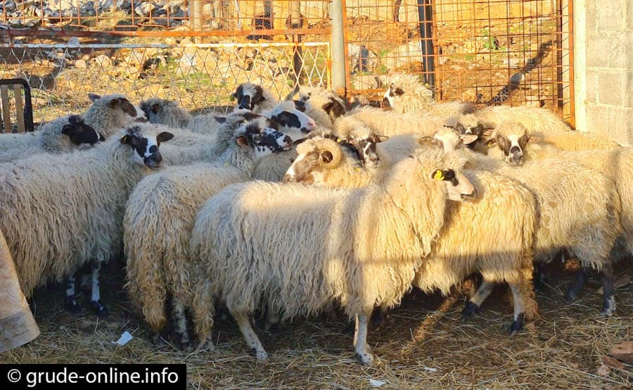 Ilustracija članka: Hoće li Hrvatska selo zaštiti zakonom: Zbog kuća s bazenom miču se ovce, smrdi turistima