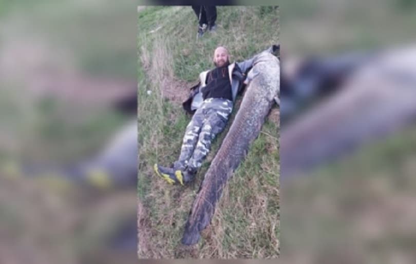 Ilustracija članka: Somovi dužine preko dva metra ulovljeni na Buškom jezeru