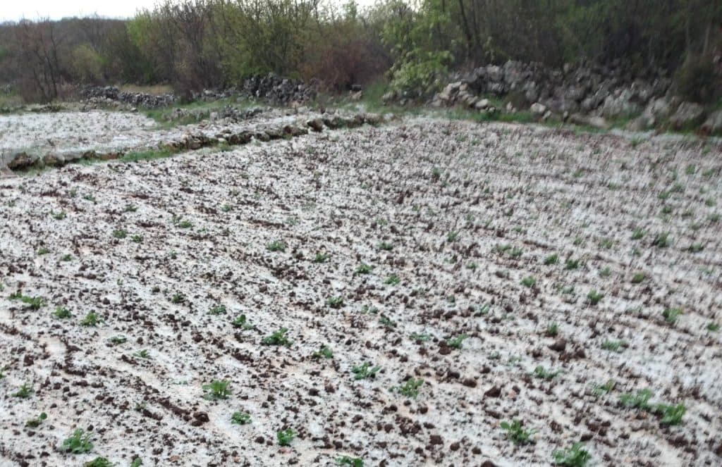 Ilustracija članka: Ledinac je ponovno pogodila tuča